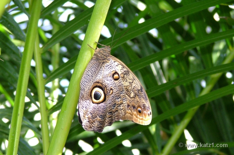 I'm Watching You